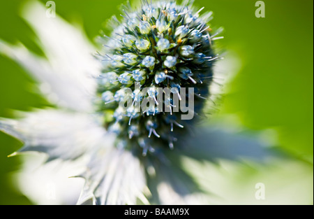 Close-up portrait de l'usine de Eryngium giganteum mer holly Miss Willmott's Ghost Banque D'Images