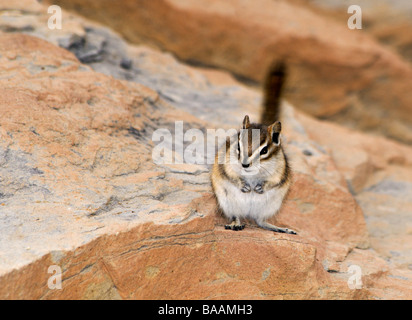 Un petit Chipmunk Neotamias minimus, ou Tamias minimus, sur des rochers ou un gros rocher dans le Wyoming, aux États-Unis. Banque D'Images