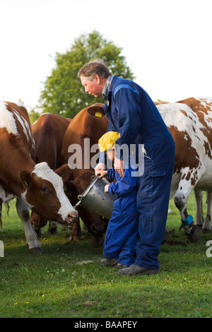 Un agriculteur se nourrir les vaches dans les pâturages, la Suède. Banque D'Images