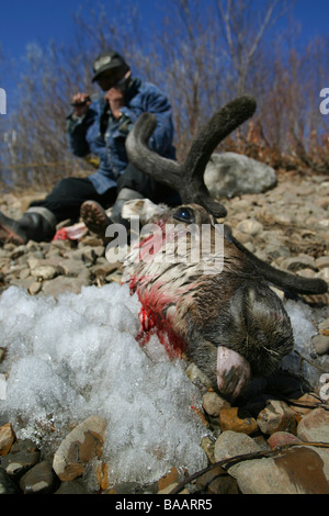 Un chasseur de Première nation caribou mange à côté de sa tête sur les rives de la rivière Porcupine à Old Crow (Territoire du Yukon, Canada. Banque D'Images