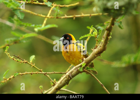 Weaver à tête noire (Ploceus cucullatus) - Banque D'Images