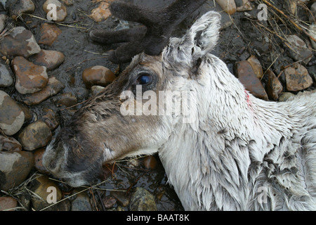 Une harde de caribous morts portant sur la rive de la rivière Porcupine près d'Old Crow (Territoire du Yukon, Canada. Banque D'Images