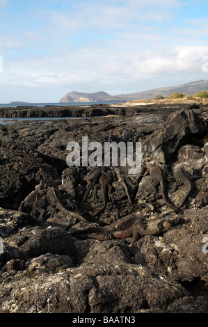 Iguane marin des Galapagos, Amblyrhynchus cristatus mertensi, se prélassant sur les roches de lave à Puerto Egas, l'île de Santiago, les Îles Galapagos en Septembre Banque D'Images