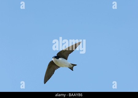 Hirondelle bicolore Tachycineta bicolor mâle en vol dans ciel bleu clair Banque D'Images