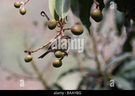 « Récent De La Gomera (Phylloscopus collybita canariensis) sur La Gomera Banque D'Images