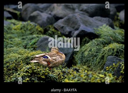 Canard colvert, Mohegan Island, Maine Banque D'Images