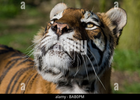 Tiger à la recherche vers le haut Banque D'Images