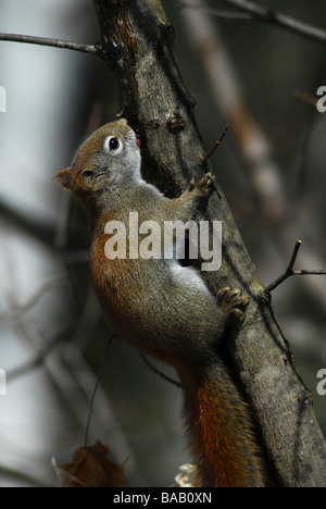 Écureuil roux (Tamiasciurus hudsonicus) lécher la sève d'arbre branche Banque D'Images