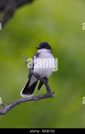 Tyran tritri Tyrannus tyrannus assis sur ouvrir des succursales Banque D'Images