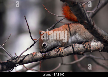 Écureuil roux (Tamiasciurus hudsonicus) lécher la sève d'arbre branche Banque D'Images