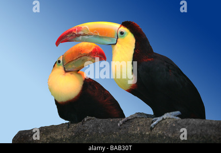 Toucan à carène, Ramphastos sulfuratus, Passériformes Banque D'Images