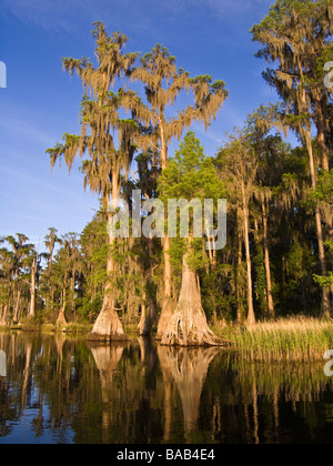 Cyprès chauve revêtu de mousse espagnole le long de la côte, le Lac Louisa State Park, Clermont, Florida Banque D'Images