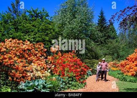 Les buissons de rhododendrons fleurir le long d'un chemin de jardin dans le parc Stanley à Vancouver British Columbia Canada d'été Banque D'Images