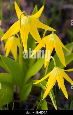 Grandes fleurs (Erythronium grandiflorum) Banque D'Images