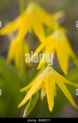 Grandes fleurs (Erythronium grandiflorum) Banque D'Images