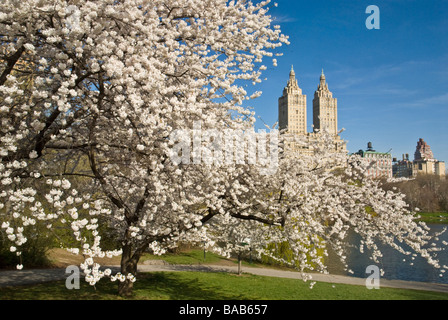 Les fleurs de cerisier dans Central Park à New York Banque D'Images