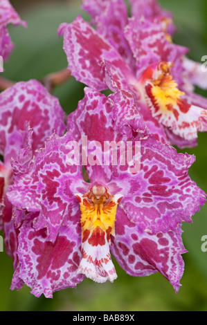 Orchid x Odontioda fleurtemps Banque D'Images