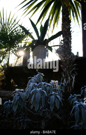 Gel matinal sur la plante de sauge (Salvia officinalis 'purpurascens'), palmiers et aloès en arrière-plan, jardin Banque D'Images