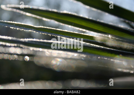 Trachycarpus fortunei / Chusan palm leaf avec le gel attraper la lumière du soleil du matin, fond sombre Banque D'Images