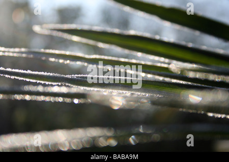 Trachycarpus fortunei / Chusan palm leaf avec le gel attraper la lumière du soleil du matin Banque D'Images