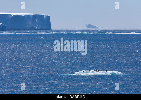 Manchots adélies Pygoscelis adelie siéger sur glace sous les icebergs tabulaires et Brume de chaleur d'été près de l'Antarctique l'île Paulet Banque D'Images