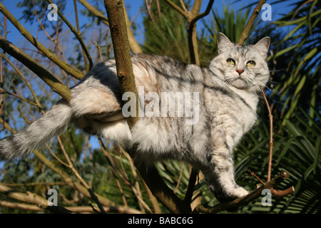 Chat gris et blanc assis curieusement dans un arbre Banque D'Images