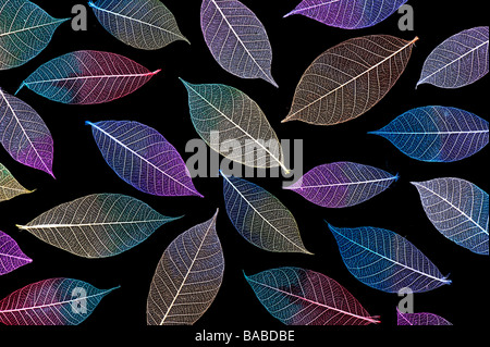 Feuilles squelette de couleur sur fond noir Banque D'Images