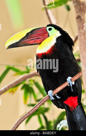 Chestnut mandibled toucan oiseau perché sur une branche Banque D'Images