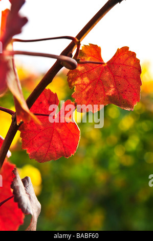 Close up de feuilles sur la plante de vigne Banque D'Images