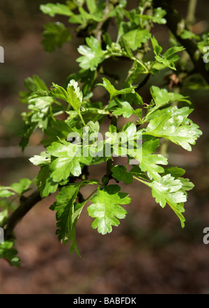 Les feuilles d'Aubépine fleurs, feuilles ou Crataegus monogyna, Rosaceae Banque D'Images