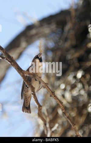 Un oiseau Sociable Weaver est assis sur une branche avec une brindille dans sa bouche sur sa façon d'ajouter à la niche en Afrique du Sud Banque D'Images