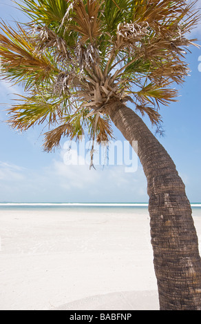 Scène de plage avec des palmiers au Fort DeSoto Park, Floride Banque D'Images