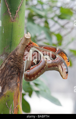 Attacus atlas moth. Papillon tête de serpent Banque D'Images