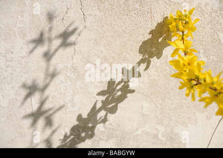 Branche de forsythia avec son ombre sur le mur blanc Banque D'Images