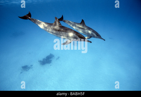 Les dauphins de la Mer Rouge Marsa Alam Samadai Bay, sous-marin, l'eau claire, l'eau bleu, plongée, plongée sous-marine, l'océan, sur la mer, plongée avec tuba, de mammifères Banque D'Images