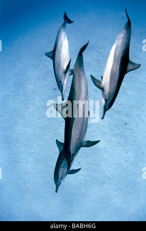 Les dauphins de la Mer Rouge Marsa Alam Samadai Bay, sous-marin, l'eau claire, l'eau bleu, plongée, plongée sous-marine, l'océan, sur la mer, plongée avec tuba, de mammifères Banque D'Images