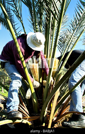 Israël Kibboutz Ashdot Yaacov Jordan Valley pollinisation artificielle de palmier dattier Phoenix dactylifera dans les plantations Banque D'Images
