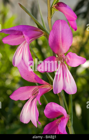 Glaïeul Gladiolus illyricus, illyriennes, Kas Antalya Turquie Avril 2009 Banque D'Images