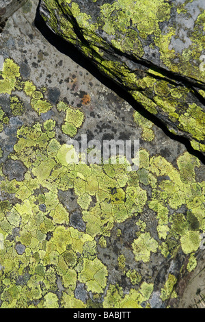 Mur de pierre couvert de lichen en Snowdonia, près de Château de Dolwyddelan Banque D'Images