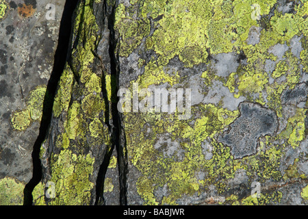 Mur de pierre couvert de lichen en Snowdonia, près de Château de Dolwyddelan Banque D'Images