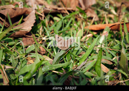 Butterfly reposant sur un brin d'herbe Banque D'Images