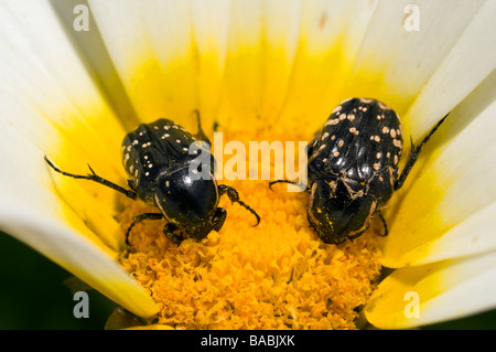 Les coléoptères se nourrissent d'une fleur sauvage Kas Turquie Banque D'Images