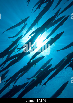 Banc de barracudas passant par sunburst sur fond bleu clair. Barracuda Point. Banque D'Images