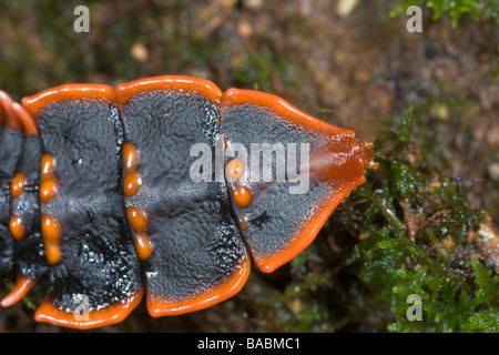 Duliticola trilobite Beetle paradoxa femme Parc National de Kinabalu Sabah Malaisie Bornéo Banque D'Images