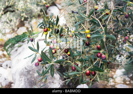 Le mûrissement des olives noires sur l'arbre dans la région d'Axarquia de l'Espagne Banque D'Images