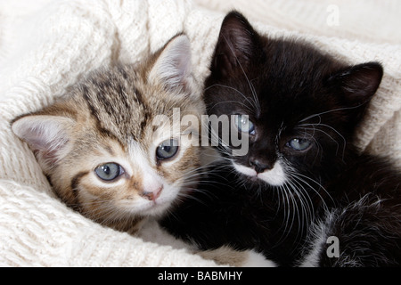 Petit portrait noir et blanc et tabby chaton blotti ensemble Banque D'Images