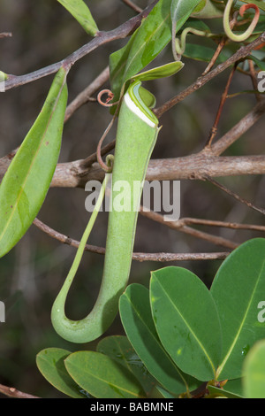 Sarracénie Nepenthes gracilis Sarawak Bornéo Malaisie Bako Banque D'Images