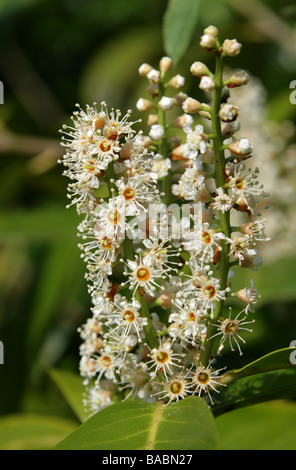 Cherry Laurel ou Anglais Laurel, Prunus laurocerasus, Rosaceae Banque D'Images