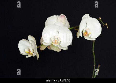 Les Orchidées blanches avec un fond noir. Orchidée Phalaenopsis amabilis, lune Banque D'Images