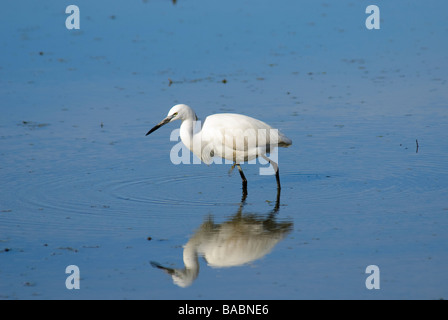 Aigrette garzette Egretta garzetta dans l'eau d'alimentation Banque D'Images